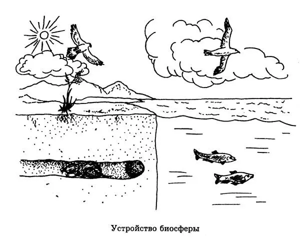 Животные не обладают способностью синтезировать белки и углеводы а потому - фото 130