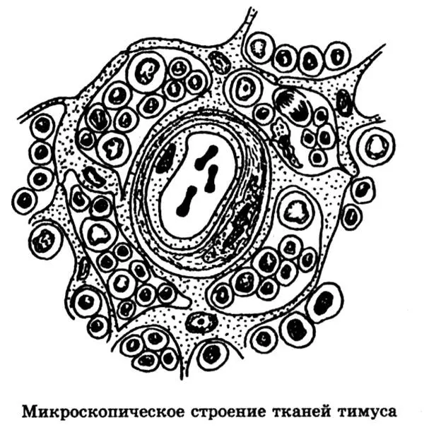 Естественным продолжением лимфоидной системы служат миндалины аденоиды - фото 134