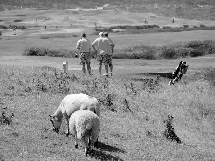 Schafe und Golfer ein durchaus üblicher Anblick Sue und John sind pünktlich - фото 27