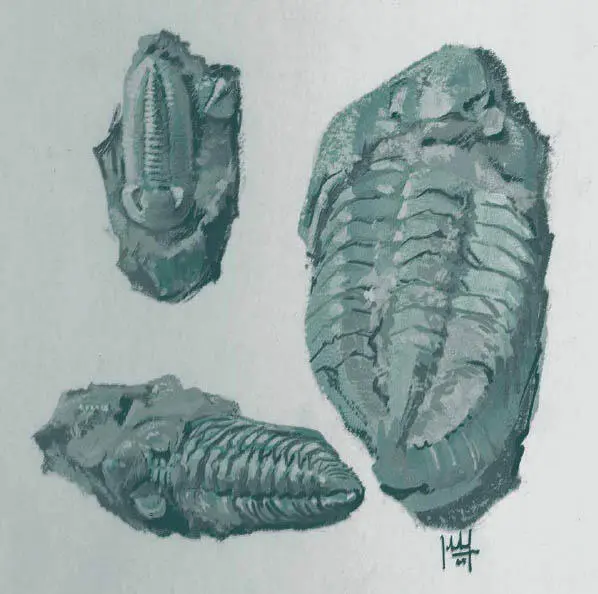 Trilobiten Das andere Geologiebuch das ich als Kind besaß war der - фото 28