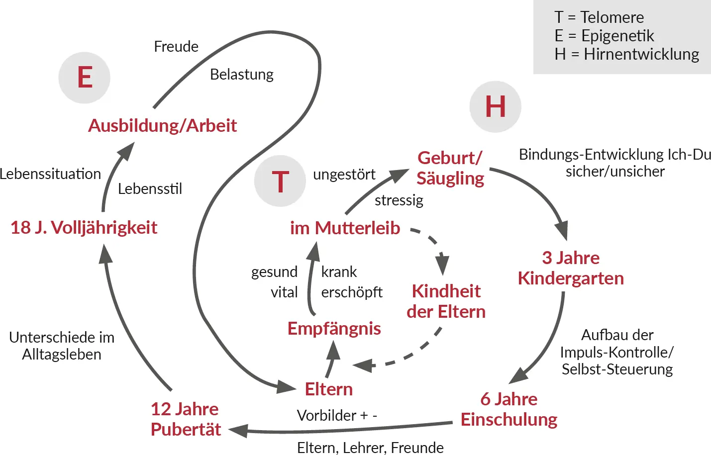 Abb 1 Phasen des Lebenslaufs von der Empfängnis bis zur Erwachsenenzeit 21 - фото 7