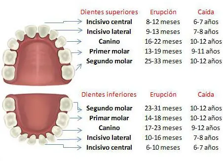 Entre los 5 y 7 años comienza la segunda dentición o dentición permanente 32 - фото 121