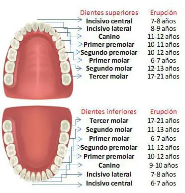 Dientes natales y neonatales En algunos casos los dientes están presentes en - фото 122