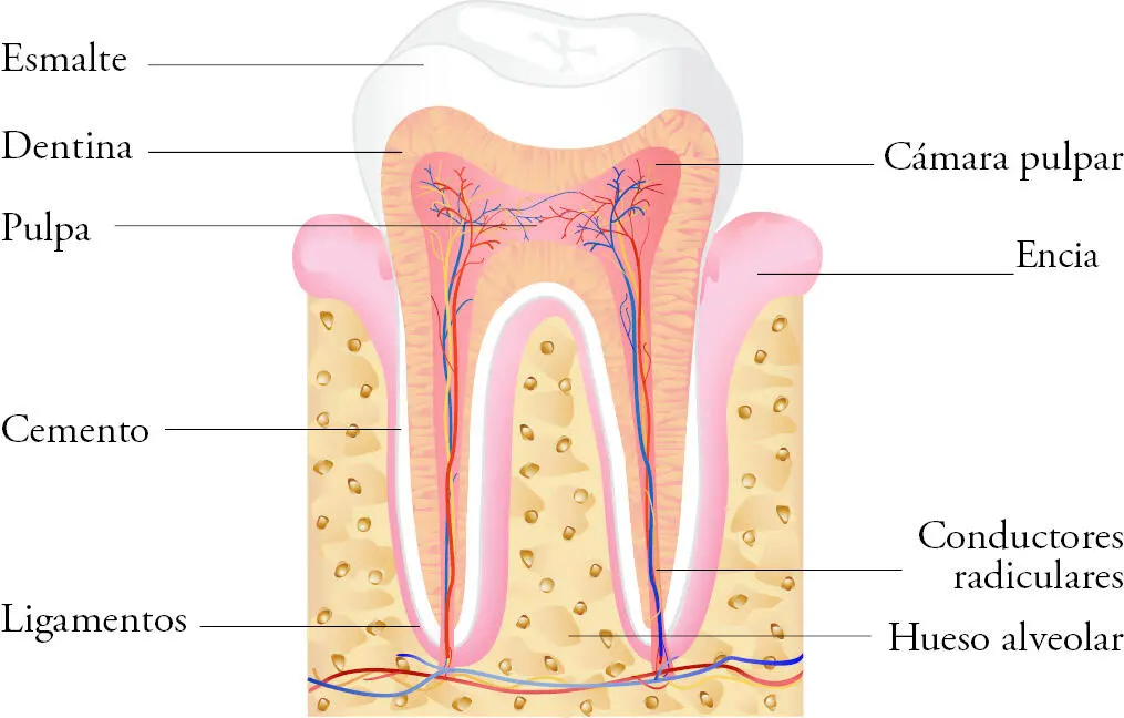 Absceso periapical o absceso alveolar agudo Es la inflamación de los tejidos - фото 125