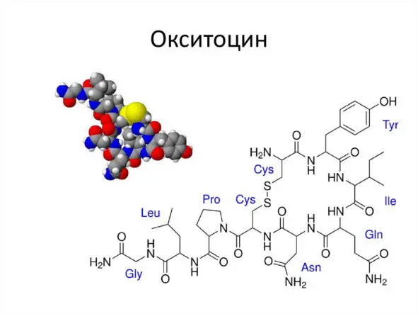 Источник httpsenpptonlineorg452230 Окситоцин также известный как - фото 4