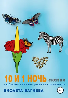 Виолета Багиева 10 и 1 ночь. Сказки обложка книги