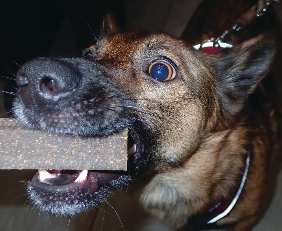 Figure 512 Dental treatschews must be attractive for pets One important - фото 77