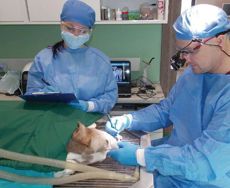 Figure 45 Fourhanded dentistry examination and charting Intraoperatively - фото 56