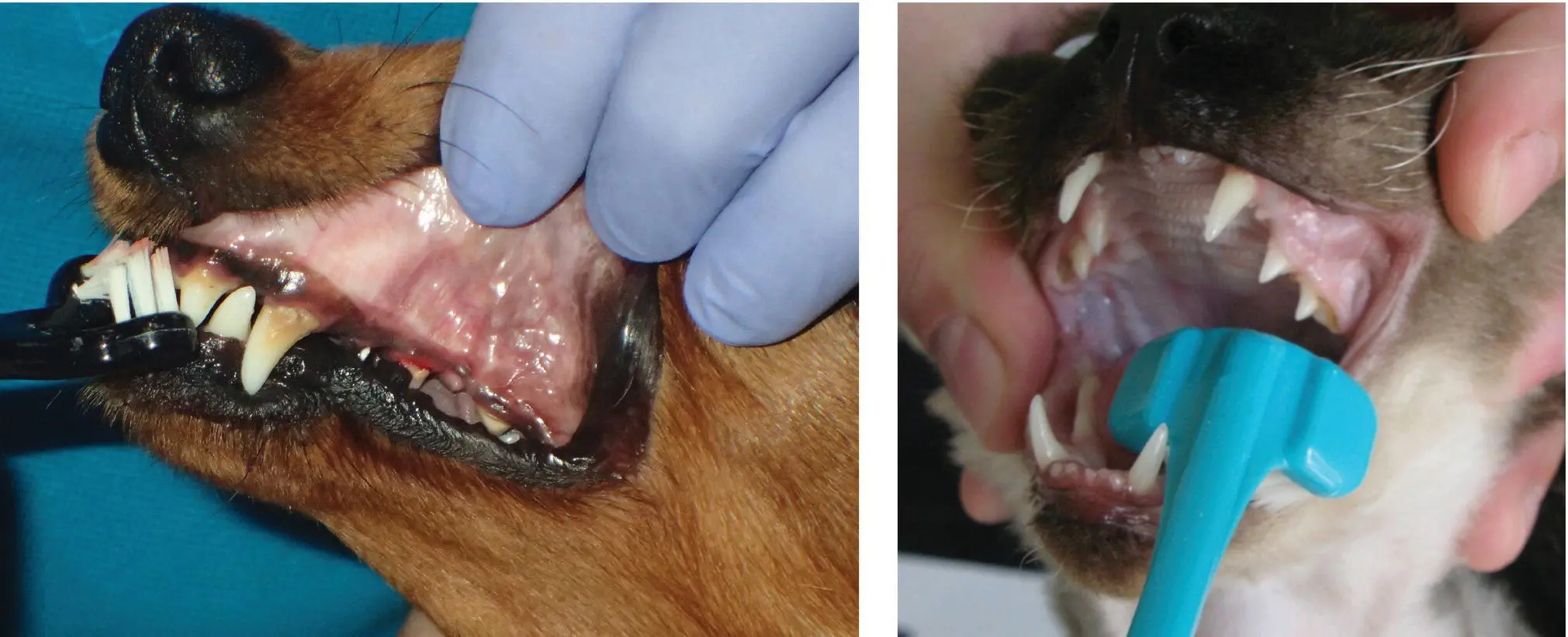 Figure 57 Avoid wide opening of the mouth when teaching tooth brushing - фото 72