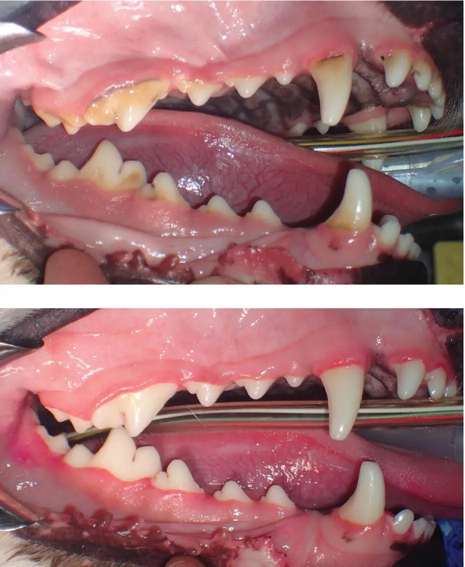 Figure 414 Before and after smile book examples 46 Veterinarians The - фото 65