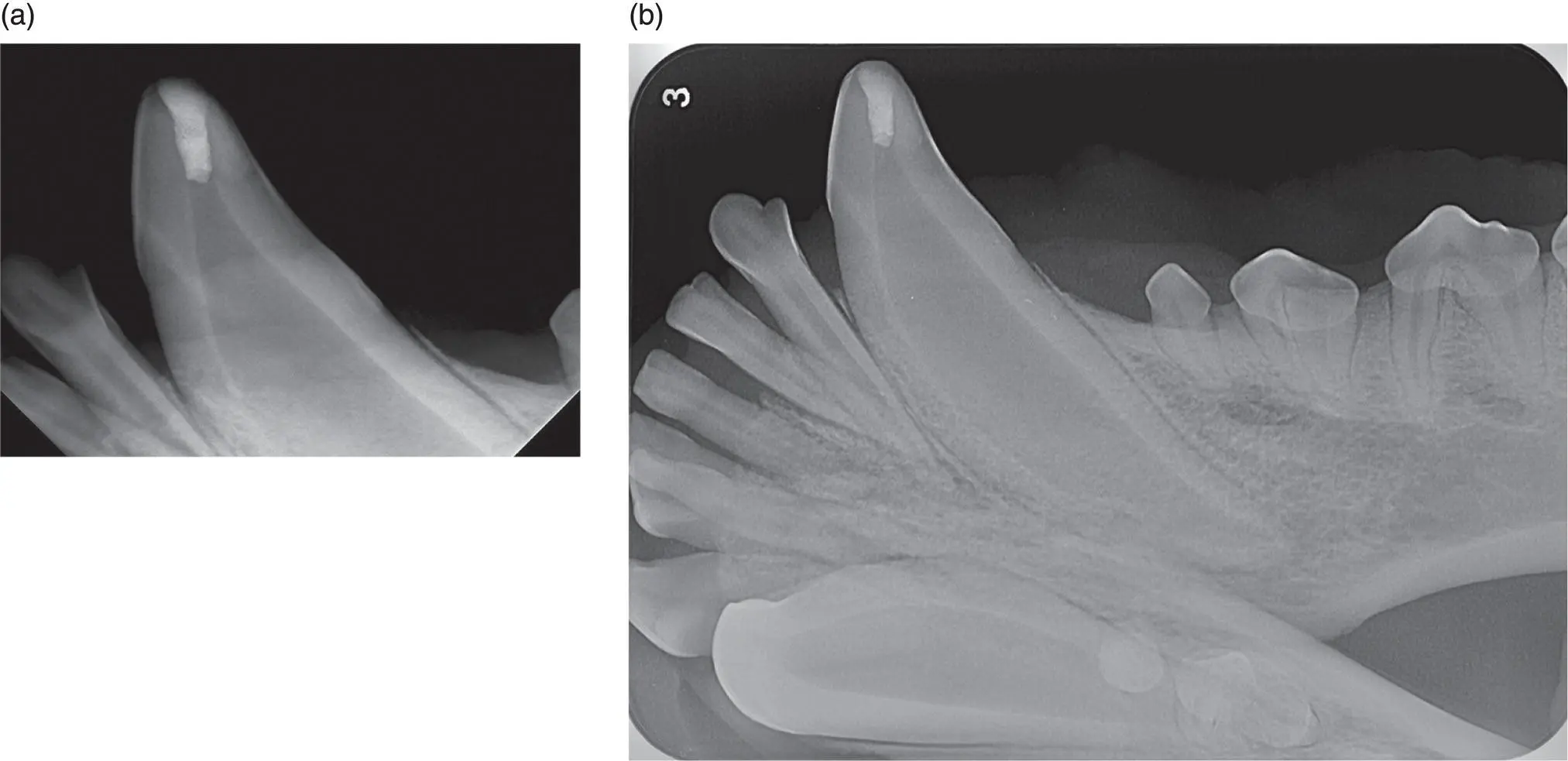 Figure 118 An object eg a treated tooth can be radiographically assessed - фото 22