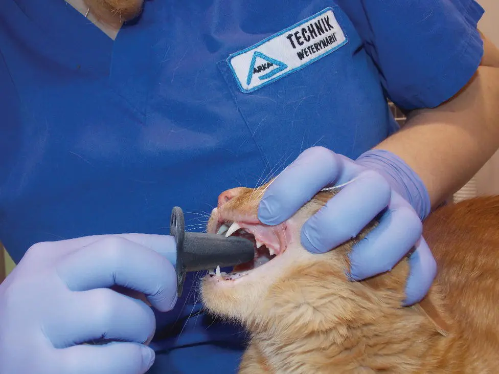 Figure 17 Finger protection during feline oral cavity assessment Anesthesia - фото 11