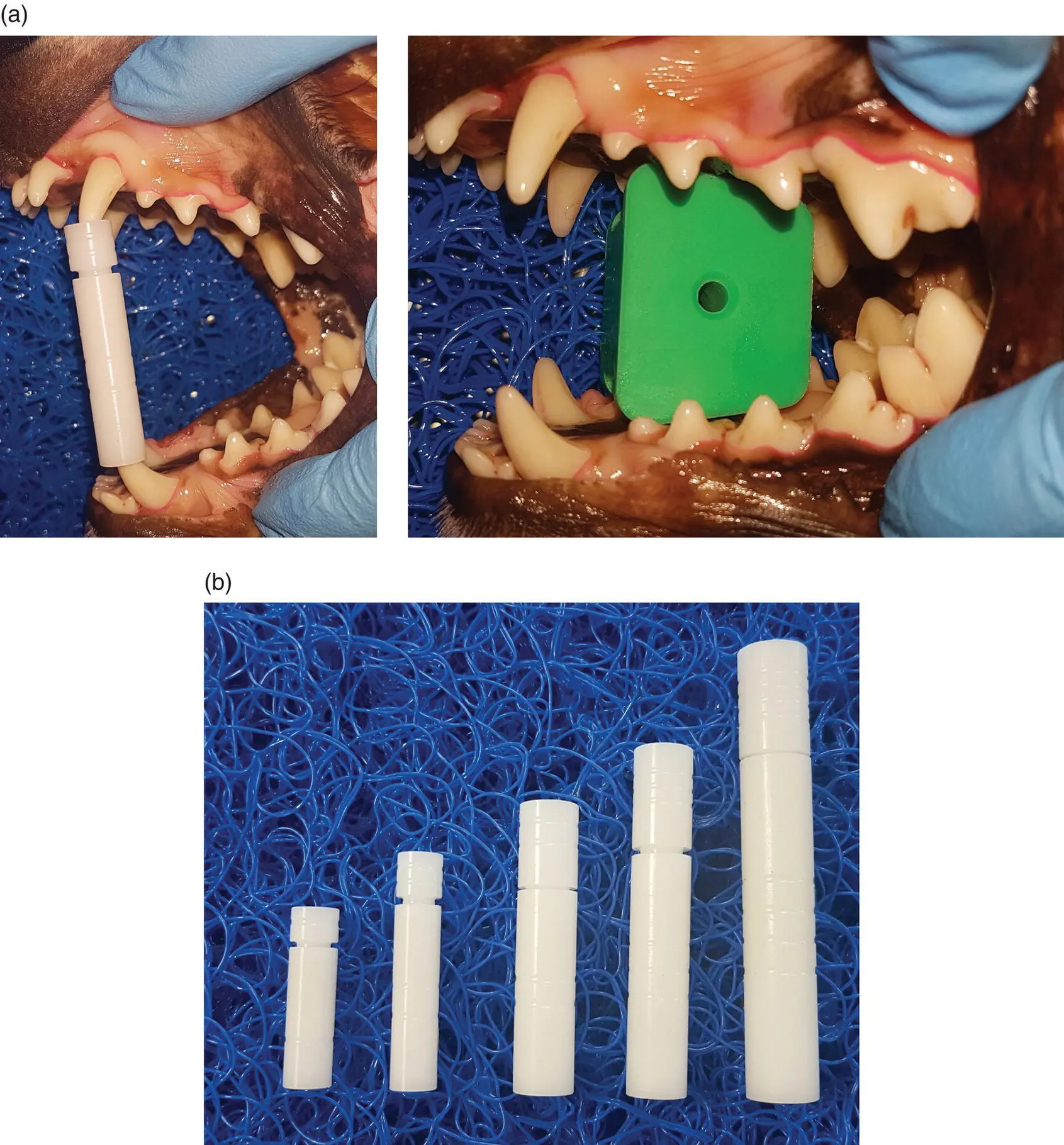 Figure 124 a Mouth props extending a dogs jaws b Selection of props in - фото 28