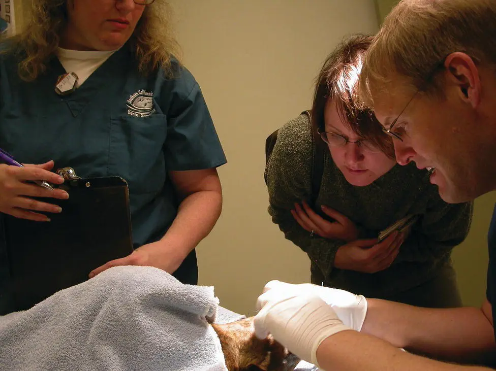 Figure 115 Veterinary dentist demonstrating the pathology to the pet owner - фото 19