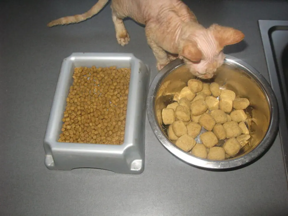 Figure 510 Kibbles intended for oral hygiene right are larger than normal - фото 75