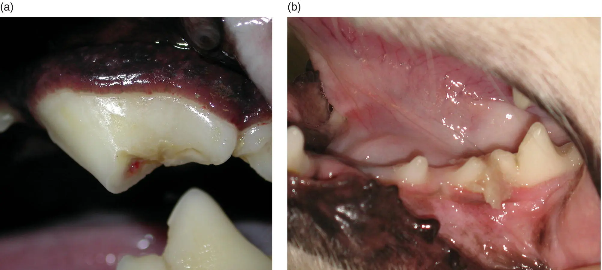 Figure 513 With bones or very hard chews there is danger of a breaking the - фото 78