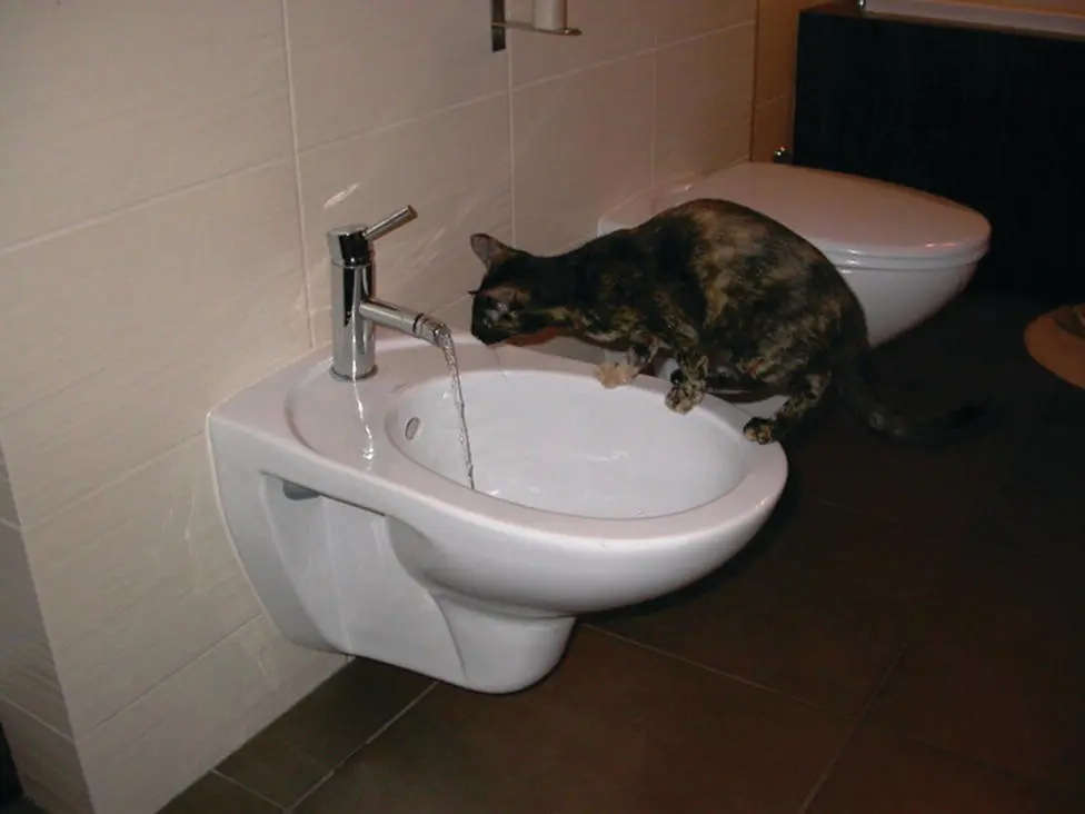 Figure 515 Water additives will not work when the animal prefers tap water - фото 80