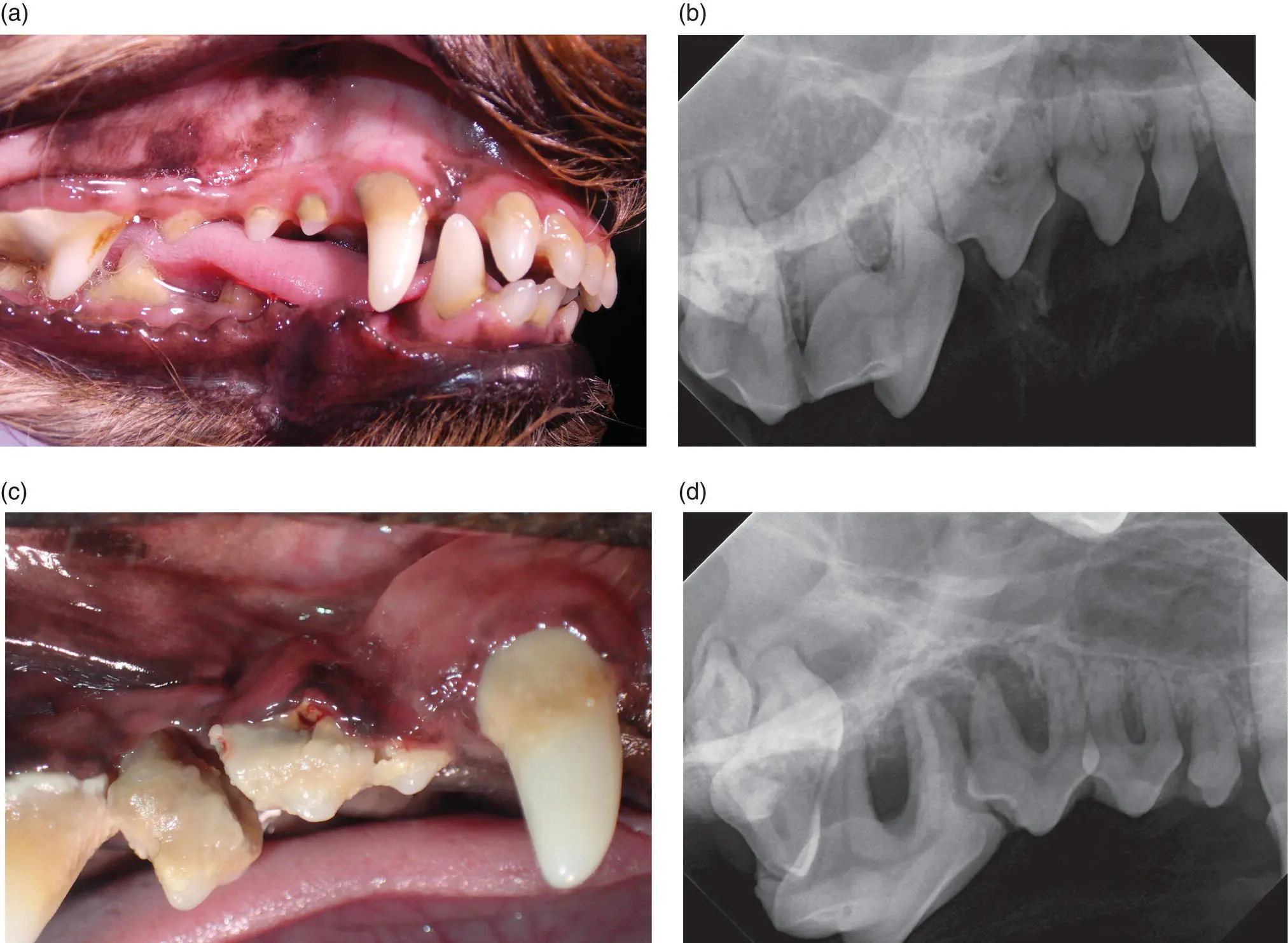 Figure 47 a b Sevenyearold Yorkshire terrier that has received annual - фото 58