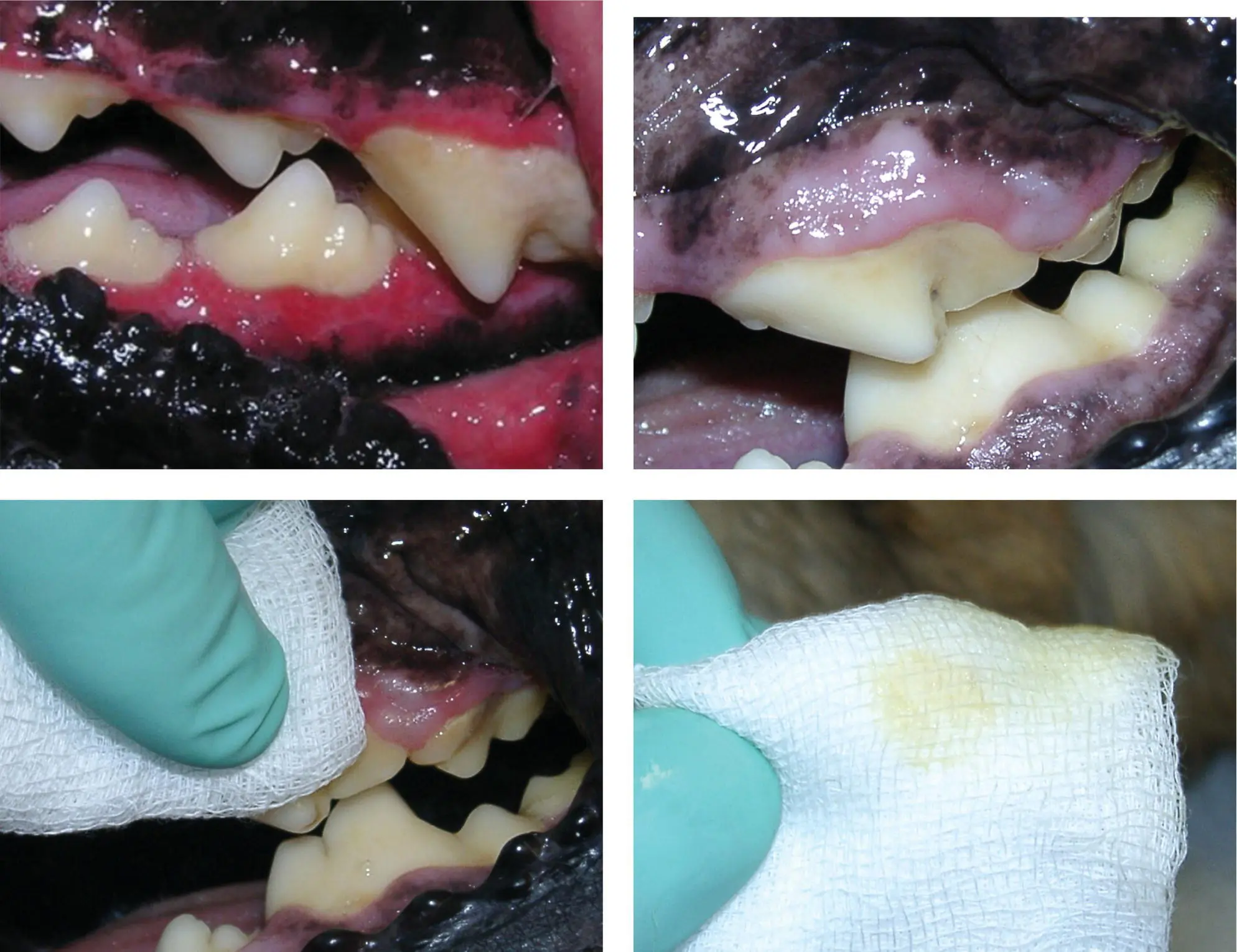 Figure 52 Dental plaque identification is part of pet owner education and - фото 67