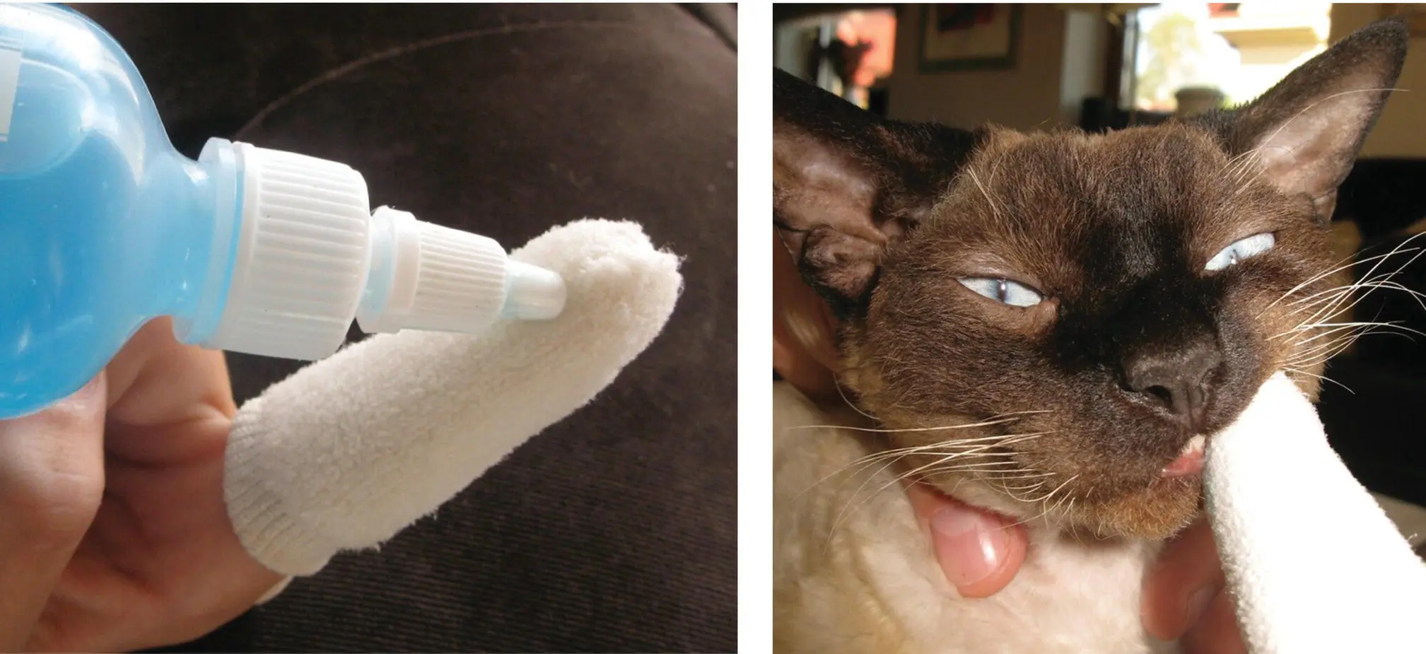 Figure 58 Indirect with the use of fingerbrush application of Maxiguard in a - фото 73