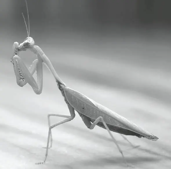 Gottesanbeterin Mantis religiosa das Insekt in Joseph Campbells - фото 18