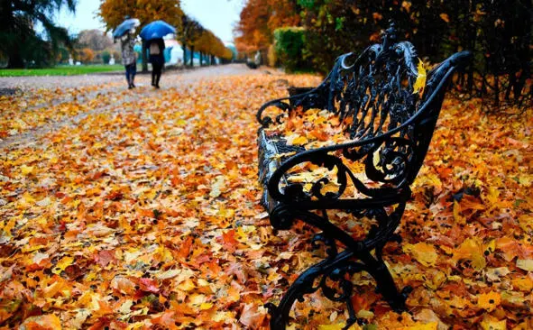 Какая красота кругом Какие кисти кружевные Кидает крону клён ковром - фото 12