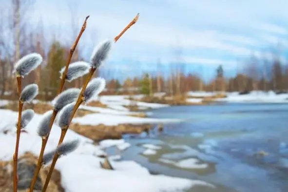 Весна ввергается виртуозно Вглядимся весна врывается врасплох - фото 14