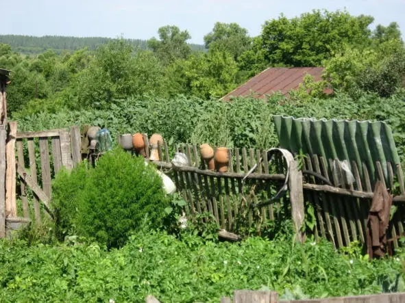 Клыкастый кобель корябал когтями конуру кромсал кость Косматый котяра - фото 6