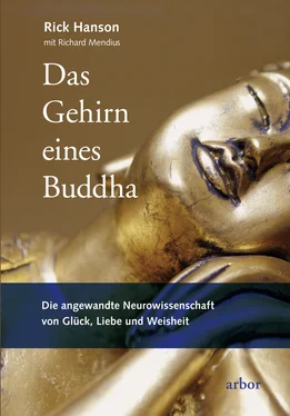 Rick Hanson Das Gehirn eines Buddha обложка книги
