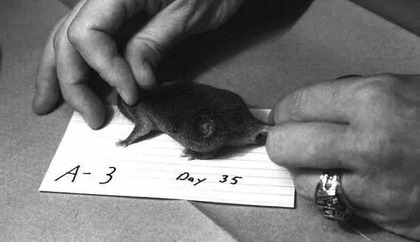 Maus mit Tumor Es war ein einfaches Experiment Mäusen sollten Brustkrebszellen - фото 10