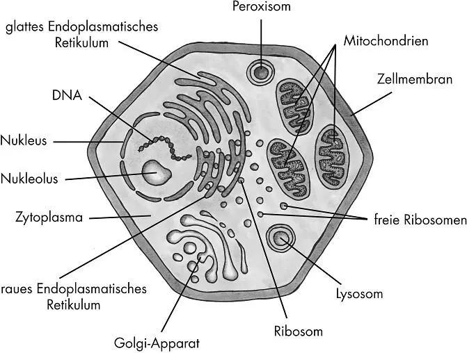 Aufbau der Zelle Zellkern NukleusEr enthält das Chromatingerüst das die - фото 4