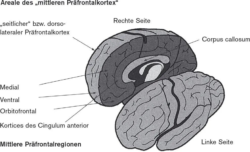 Abbildung 22 Die beiden Gehirnhälften Diese Abbildung zeigt auch die Lage der - фото 3