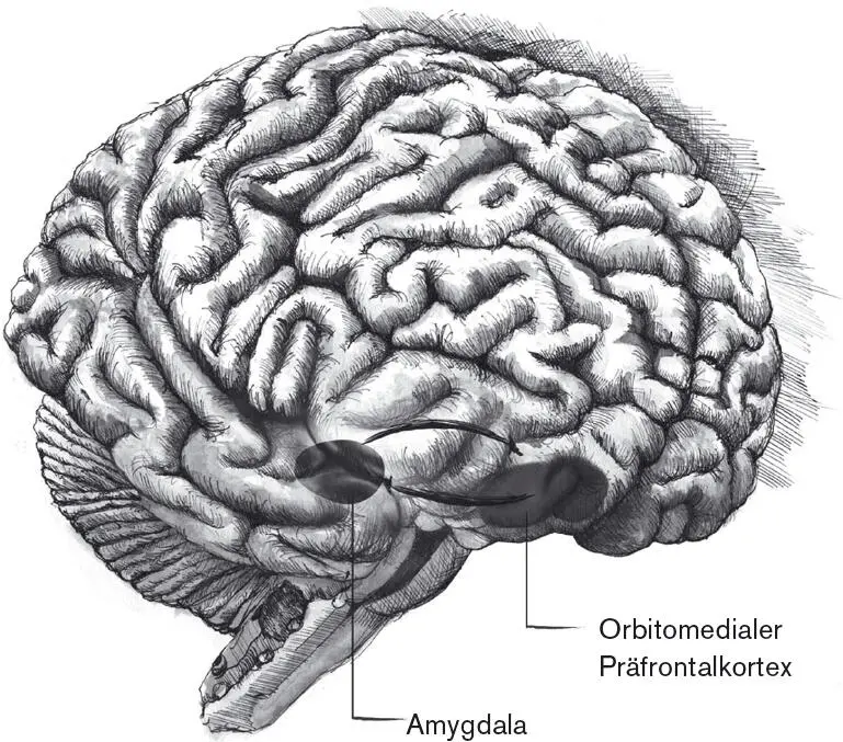 Abbildung 27 Der orbitomediale Präfrontalkortex das AmygdalaNetzwerk - фото 8