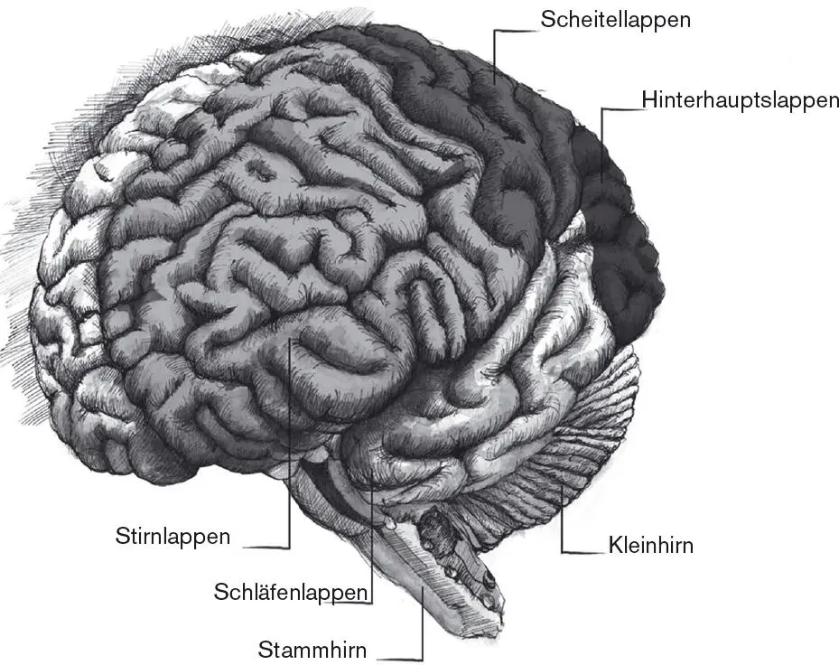 Abbildung 23 Die traditionelle Sicht auf das Gehirn die Kortikallappen - фото 4