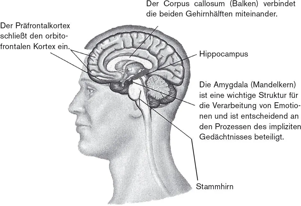 Abbildung 21 Diagramm des menschlichen Gehirns MedianSagitalschnitt Es - фото 2
