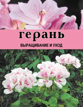 Дарья Резько Герань. Выращивание и уход обложка книги