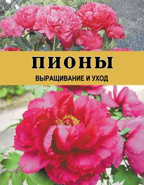 Дарья Резько Пионы. Выращивание и уход обложка книги