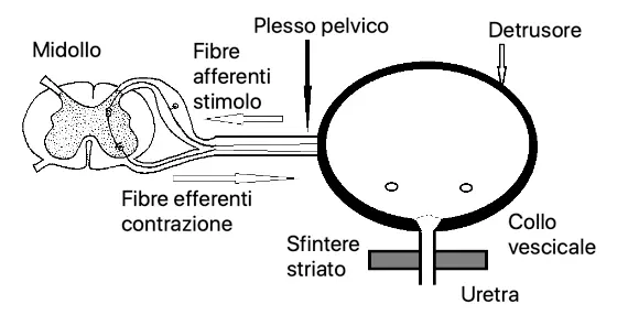 Fig 4 Parasimpatico Il nucleo midollare del sistema nervoso simpatico è - фото 4