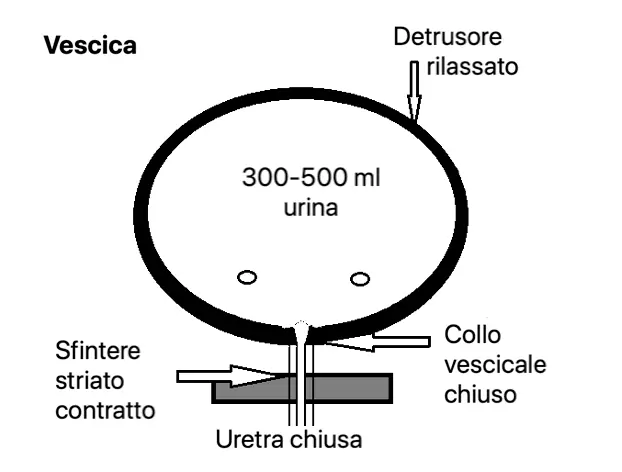 Fig 2 Fase di riempimento Nella fase di riempimento vescicale lindividuo - фото 2