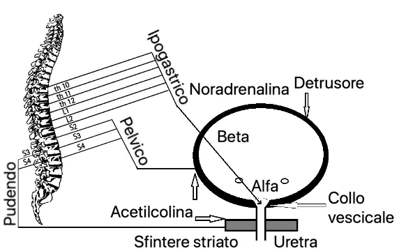 Fig 10 Distribuzione dei recettori a diversi livelli SVILUPPO DELLA - фото 9