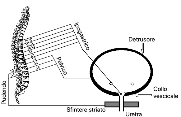 Fig 5 Nuclei di controllo della minzione Durante la fase di riempimento - фото 5