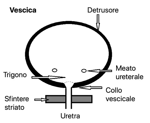 Fig 1 Apparato urinario inferiore Perché la minzione possa essere - фото 1