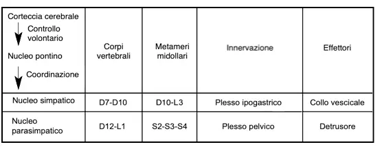 Fig 8 Controllo volontario della minzione La continenza è la capacità di - фото 8
