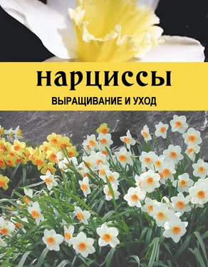 Дарья Резько Нарциссы. Выращивание и уход обложка книги