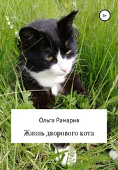 Ольга Рамария - Жизнь дворового кота