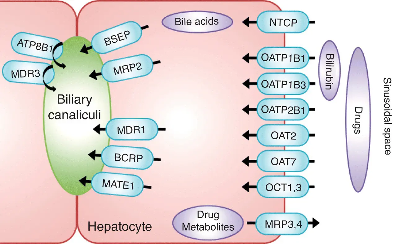 Figure 24 Hepatic proteins involved in drug bilirubin and bile acid - фото 8