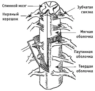 Рис 15 Спинной мозг с оболочками и зубчатой связкой Твердая оболочка спинного - фото 21