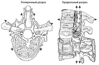 Рис 20 Венозный отток от спинного мозга Внутренние сплетения расположены в - фото 26