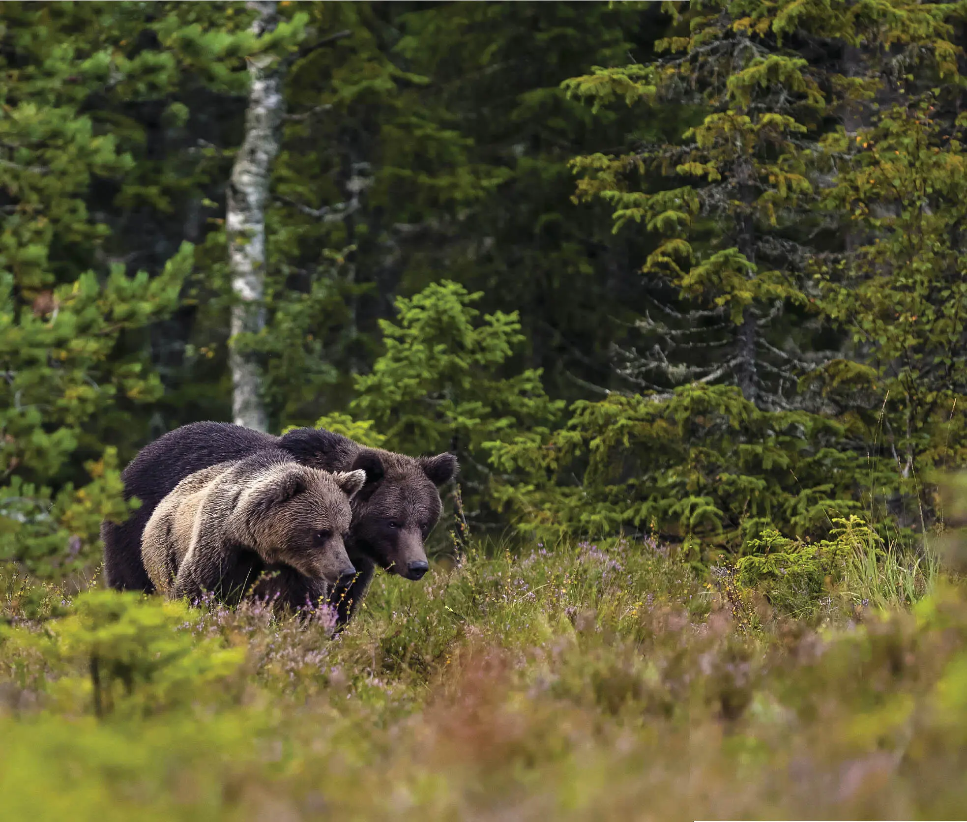 Weitere faszinierende Tierarten sind der Europäische Biber in Schweden und - фото 55