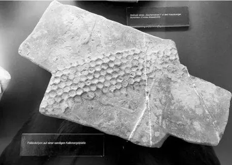 Welches Fossil der Urzeit hinterlässt Reifenspuren Ungeklärte - фото 32